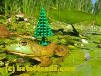 /home//u458753944/public_html/sourcegallery//Frogs/Bullfrogs 2016-08 Ontario/P8081376.JPG